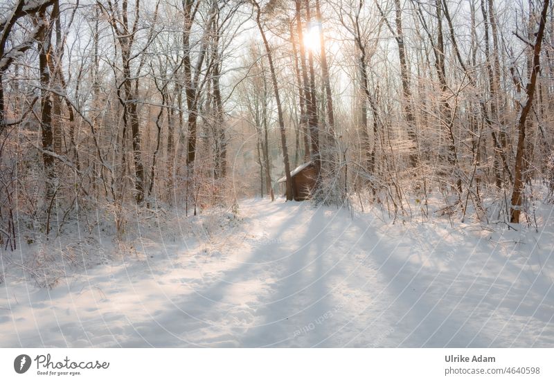 Winter idyll - snowy landscape in the forest frames a wooden hut Environment Climate Garlstedt Osterholz-Scharmbeck Worpswede Lower Saxony Bremen idyllically