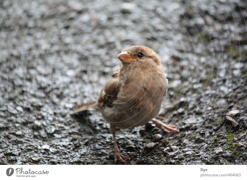 Bird's eye view 1.0 Nature Earth Sand Animal Wild animal Animal face Looking Sparrow Feather Beak Shallow depth of field Comical Cute Stone Dank Colour photo