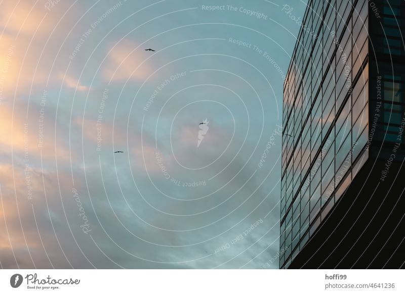 urban evening atmosphere with seagulls in front of reflective office facade Dusk Facade Glas facade Modern Glass Reflection High-rise Building