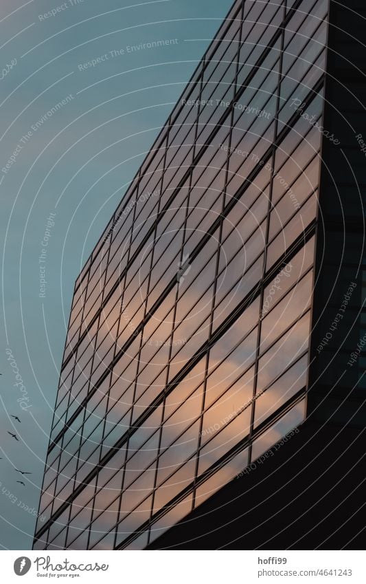 urban evening atmosphere with seagulls in front of reflective office facade Dusk Facade Glas facade Modern Glass Reflection High-rise Building