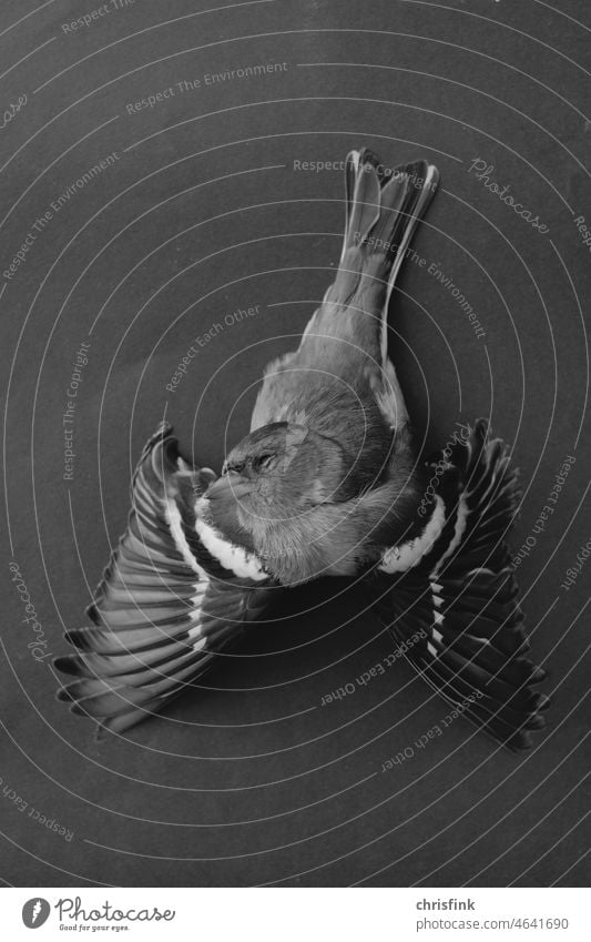 Dead bird on dark background Bird tit dead Death pass away feathers Animal cruelty to animals Nature End Animal portrait Grand piano Transience deceased Sadness