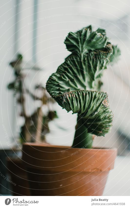 Spiral cactus in the window at a coffee shop houseplant succulent variety green nature macro desert easy sun easy care beginner indoor inexpensive indoor garden