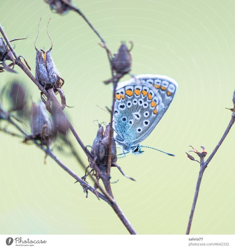 Go blue Butterfly Nature Plant Break tranquillity Grand piano lepidoptera Summer Copy Space top Macro (Extreme close-up) Insect Neutral Background Animal