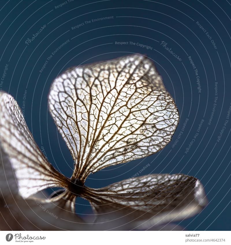 faded hydrangea flower in back light Hydrangea blossom Faded transient structure Macro (Extreme close-up) flower structure veins Plant Nature Delicate