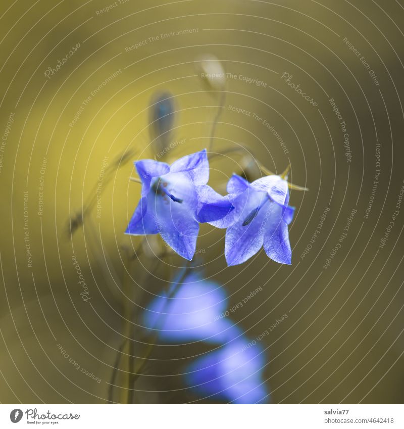 soft touch, pair of flowers of meadow bell flower looking into calyx Bluebell Blossoming Flower Couple 2 Summer Nature Colour photo Close-up pretty