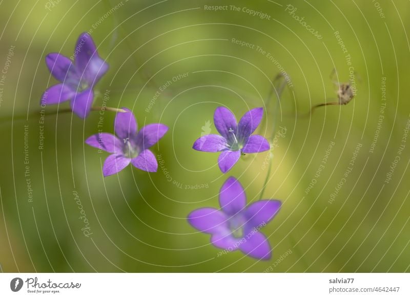 filigree bell flowers, in delicate purple against green background Flower Bluebell Plant Nature Blossom Campanula rotundifolia Violet Blossoming Summer Green