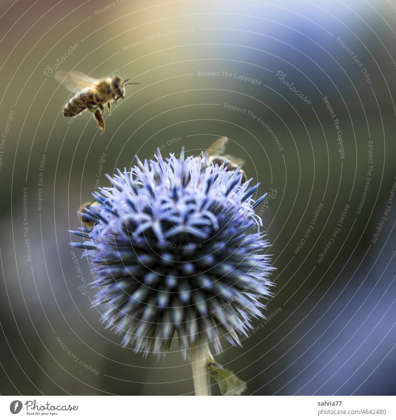 bee flight Bee globe thistle Blossom Flower Insect Nectar Honey bee Floating Summer Fragrance Blossoming Sprinkle Diligent Garden Pollen Farm animal