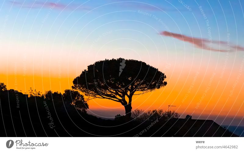 Coast and sea near Sant'Andrea on the island of Elba in Italy with blue sky in summer at dusk Bright Recreation Sea Swimming banishment bathing coast diving