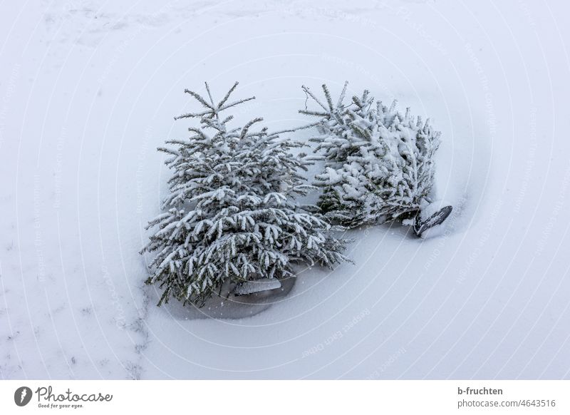 Two Christmas trees lie in the snow christmas tree Christmas & Advent fir tree Fir tree Tradition Tree Winter Snow two Lie Christmas tree stand Couple