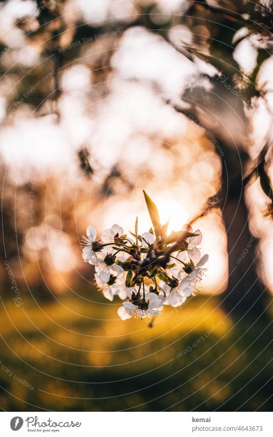 Fruit blossom fruit blossoms Blossom Spring Sun Sunlight cherry blossom Fruittree meadow Bright kind warm Warmth Nature natural beauty fresh start Plant Flower