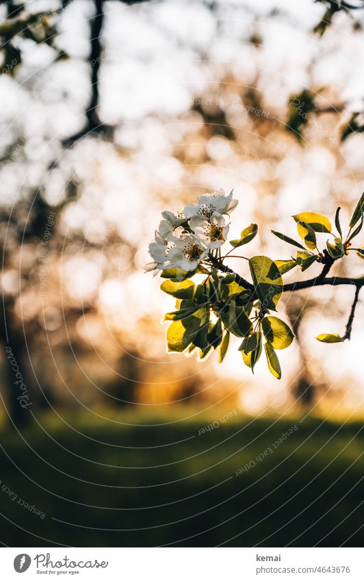 Fruit blossom II fruit blossoms Blossom Spring Sun Sunlight cherry blossom Fruittree meadow Bright kind warm Warmth Nature natural beauty fresh start Plant