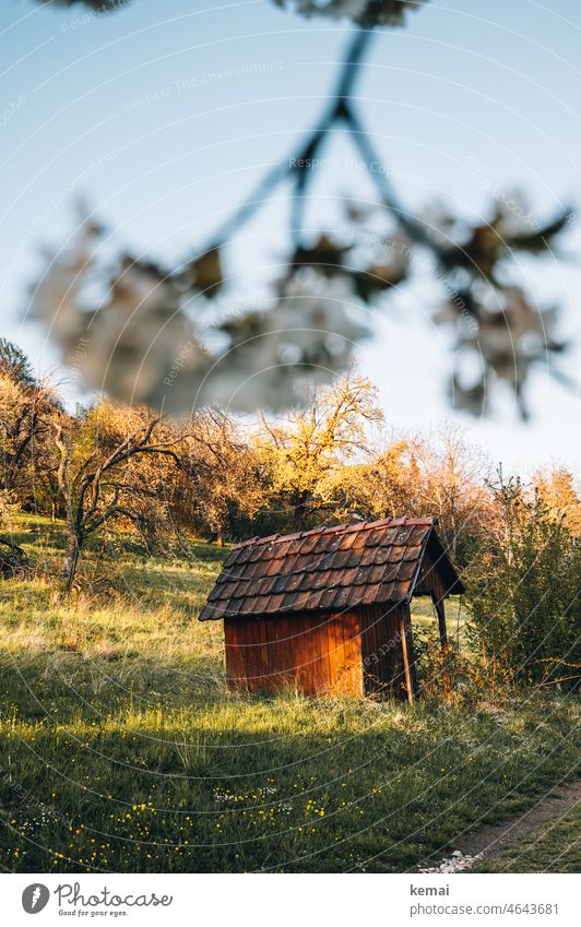 hut blossom Spring Sun Sunlight cherry blossom Fruittree meadow Bright kind warm Warmth Nature natural beauty Plant Flower pretty Deserted Hut Wooden hut Idyll