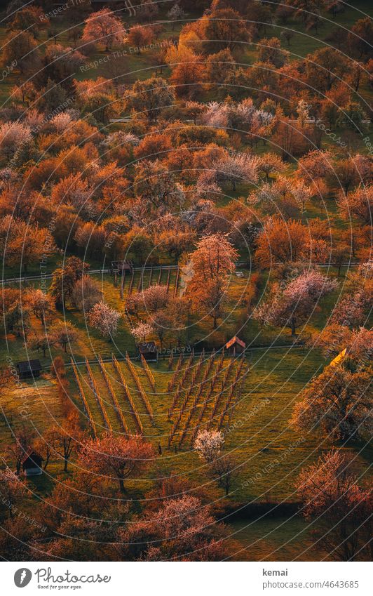 Orchards and wine Spring Fruittree meadow Vineyard Blossom Fruit trees fruit tree blossom heyday warm Sunset Warmth Idyll Nature Sunlight Landscape