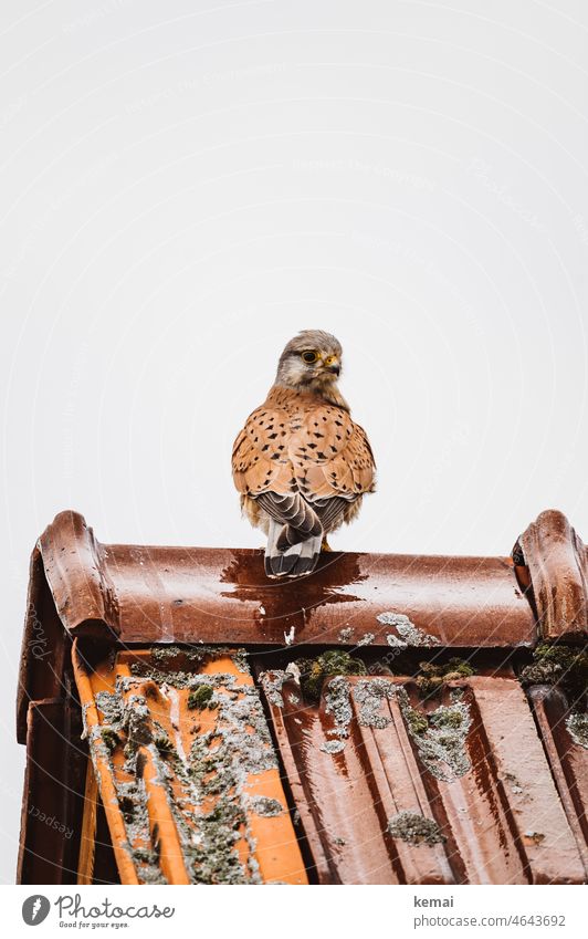 falcon Animal Wild animal Sit look pretty Brown Roof keep an eye out feathers Nature Bird Large Wild bird plumage Close-up Animal portrait Animal face