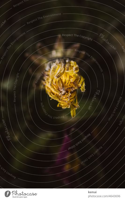 Closed dandelion with frost Flower Yellow Dandelion Green Close-up Bird's-eye view Plant Nature Exterior shot Blossom Environment Wild plant chill Cold Frost