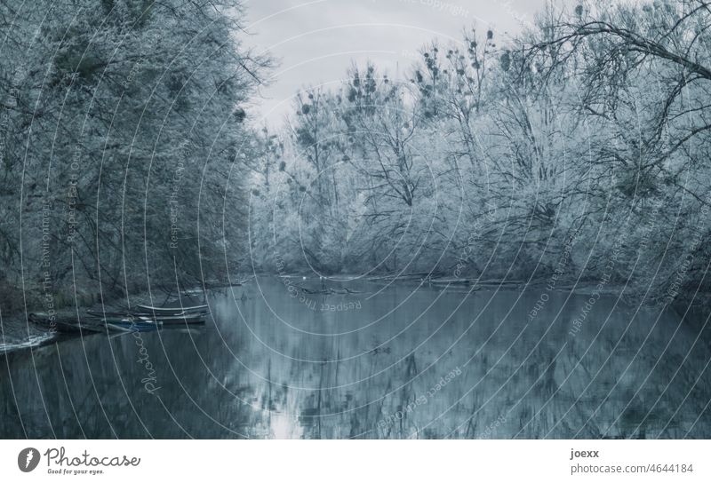 Old fishing barges at the Altrheinarm in winter mood Winter Blue Forest Landscape Colour photo melancholy Water Idyll Weather Old Rhine Romance Subdued colour