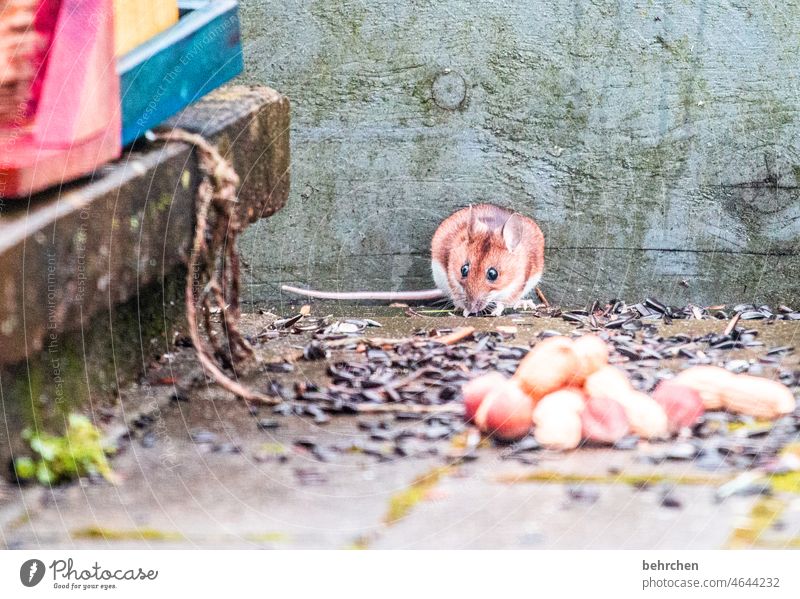 little mouse make a peep raised Plant Button eyes Mouse Rodent Rat Nature Wild animal Small Brash Garden Observe Curiosity Exterior shot Deserted Cute