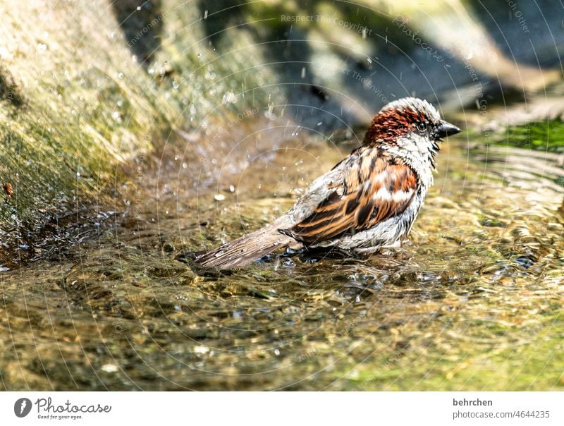 better a bird in the hand than a pigeon on the roof Wet Brook River cooling Effervescent refreshingly Drops of water Love of animals Animal protection fun