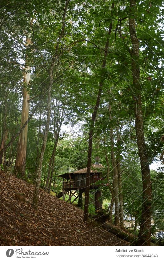 Tree house amidst green trees near countryside building plant nature summer forest flora slope construction foliage spain asturias environment wooden rural