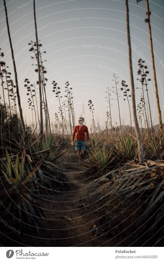 #A0# Agave hike I reconnoitring explore Summer Nature Hiking pass through Upper body Landscape Tourism Vacation & Travel Adventurer Fuerteventura Canary