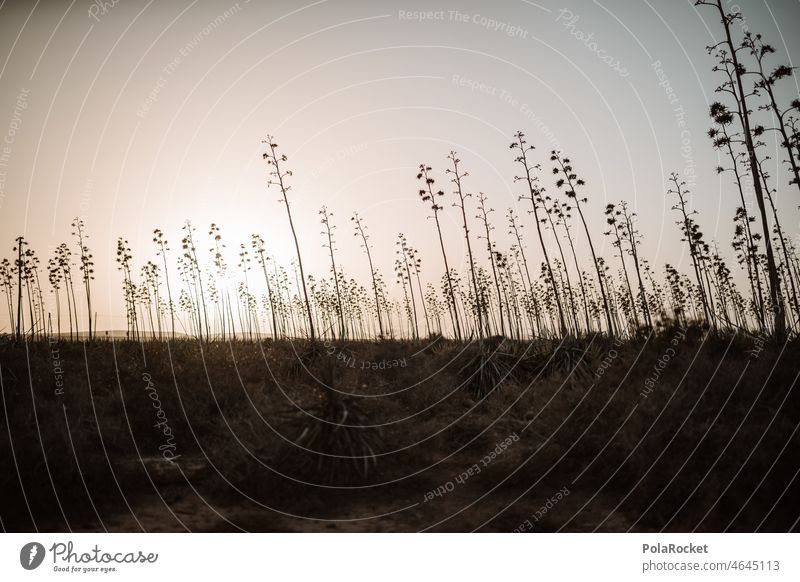 #A0# Agave field Summer Nature Landscape Tourism Vacation & Travel Fuerteventura Canary canary island Canary Islands Canaries Agave syrup agave syrup Agave leaf