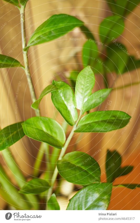 Zamioculcas zamiifolia leaves, zunzibar gem or emerald palm plant (Thai kwak morakot sacred tree) apartment background beautiful botany closeup decor fern