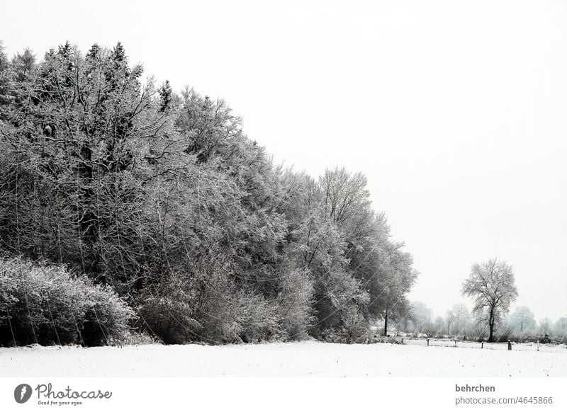 when it gets quiet Branches and twigs Snowfall White Calm Nature Environment Meadow Field Forest Winter Landscape Frost trees winter landscape Cold chill Freeze