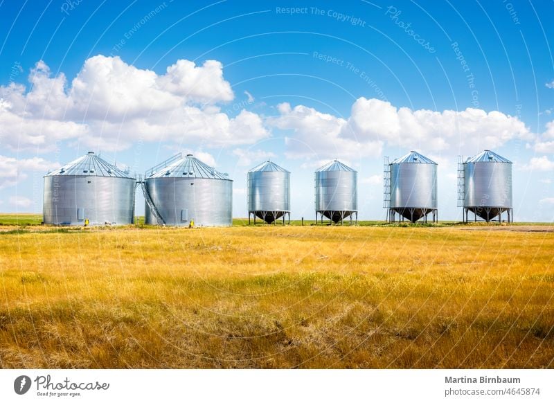 Grain elevators between corn fields in Montana montana summer cereal soy barley wheat bread basket grain elevator silo food harvest agriculture storage industry