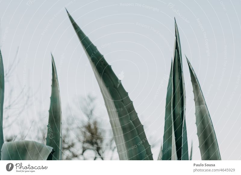 Agave leaves agave plant Agave leaf Nature Plant Green Succulent plants Close-up Desert Copy Space top Leaf Environment Exterior shot Detail