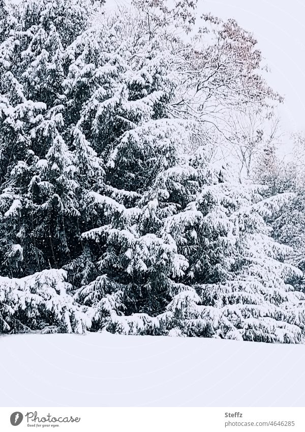 Snow-covered trees winter trees snow-covered Snow layer winter cold snowy chill Winter walk Park December Winter Silence tranquillity dormant Cold park