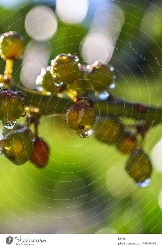 small fruits Environment Plant Drops of water Summer Autumn Tree Wild plant Fresh Healthy Glittering Natural Nature Fruit Colour photo Multicoloured