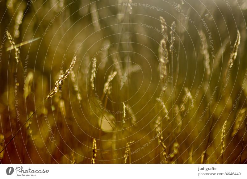 meadow Meadow Grass Illuminate Light Summer Nature Environment Sunlight Plant Shallow depth of field Beautiful weather Wild plant warm Warm light naturally Gold