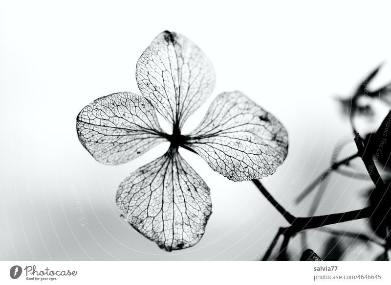 withered beauty Hydrangea blossom Macro (Extreme close-up) Detail Black & white photo Back-light Structures and shapes Transience Sadness Nature Plant Blossom