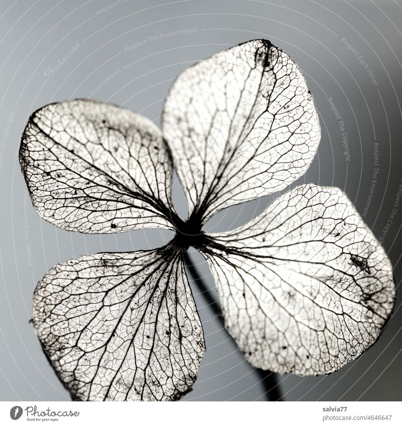 exhausted | faded hydrangea flower in the backlight Hydrangea blossom Faded transient structure Macro (Extreme close-up) flower structure veins Plant Nature