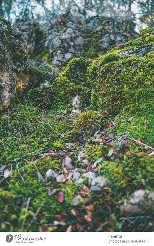 Detailed image of  green wet moss nature close close up texture detail rock forest leaf leaves mood moody natural protected background wallpaper backdrop botany