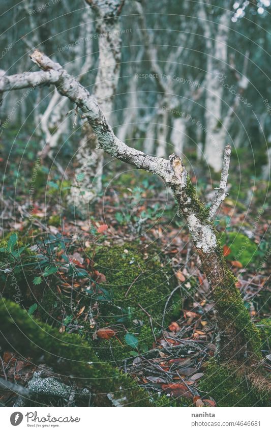 Wicked image of an old decidious trees forest enchanted wicked green summer sun sunlight rocks decidous decidous trees nacked explore sun light beauty natural