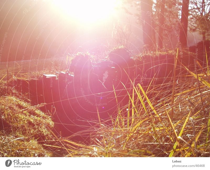 Well camouflaged ;-) Soldier Light Grass Helmet Flashy Duck down Alarm Exterior shot Lie Morning Federal armed forces Sun Bright Tall Watchfulness