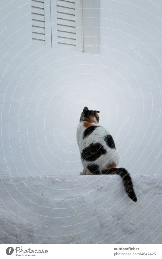 Cat in back view View into the distance Minimalistic Greece Cat from Greece cat Animal Looking Pelt Exterior shot colorful cat lucky cat Pet Street cat White