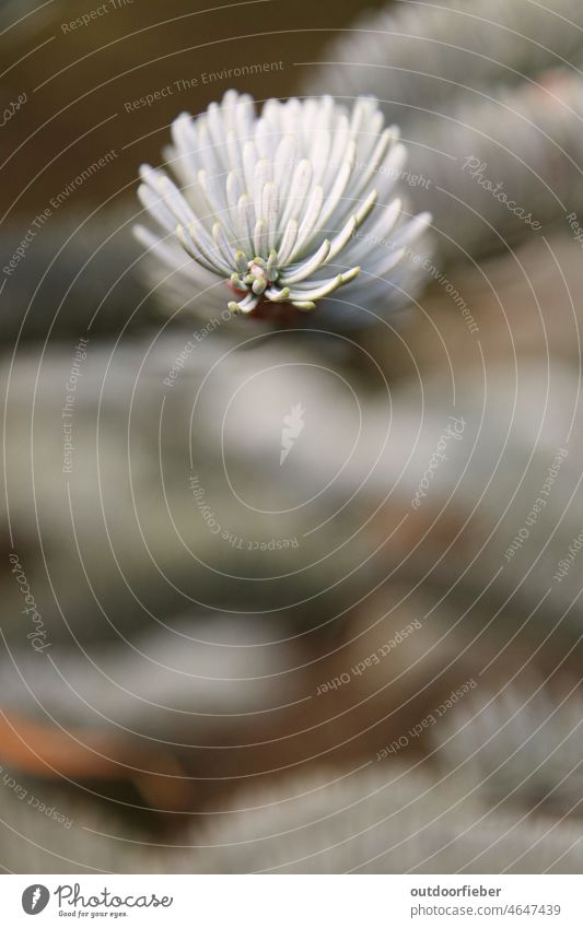 Macro of a fir branch Fir tree Tree Fir branch macro Macro (Extreme close-up) Nature Colour photo Fir needle Coniferous trees Detail Environment Exterior shot