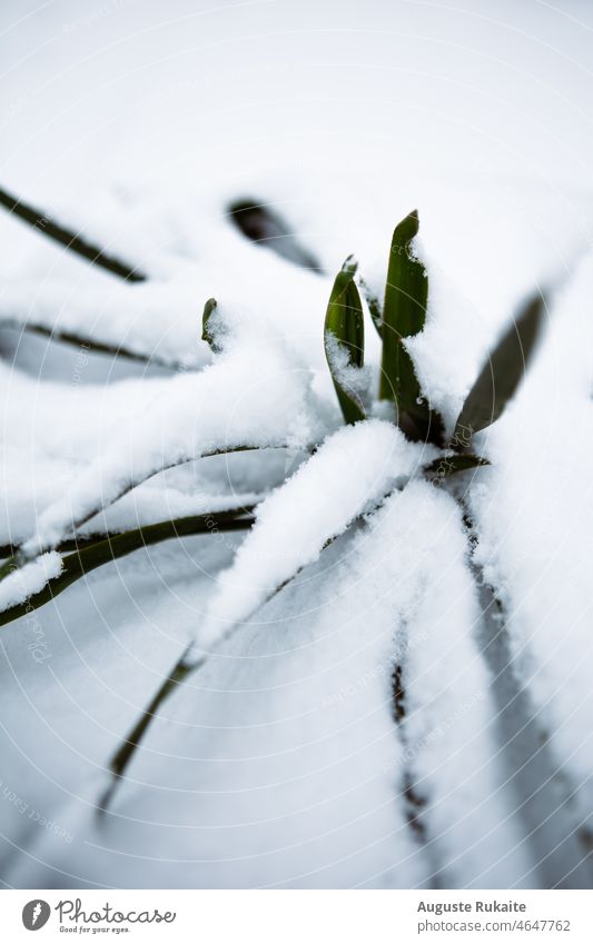 Cactus covered in snow Snow Plant Winter Nature White Cold Frost Exterior shot Ice Freeze Winter mood Colour photo Frozen Winter's day chill Seasons winter