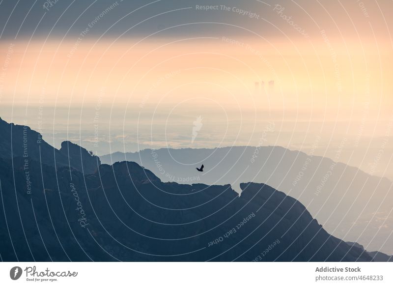 Bird flying above Sierra de Guadarrama bird mountain range sierra de guadarrama nature fog ball of the world highland rock spain madrid mist spectacular terrain