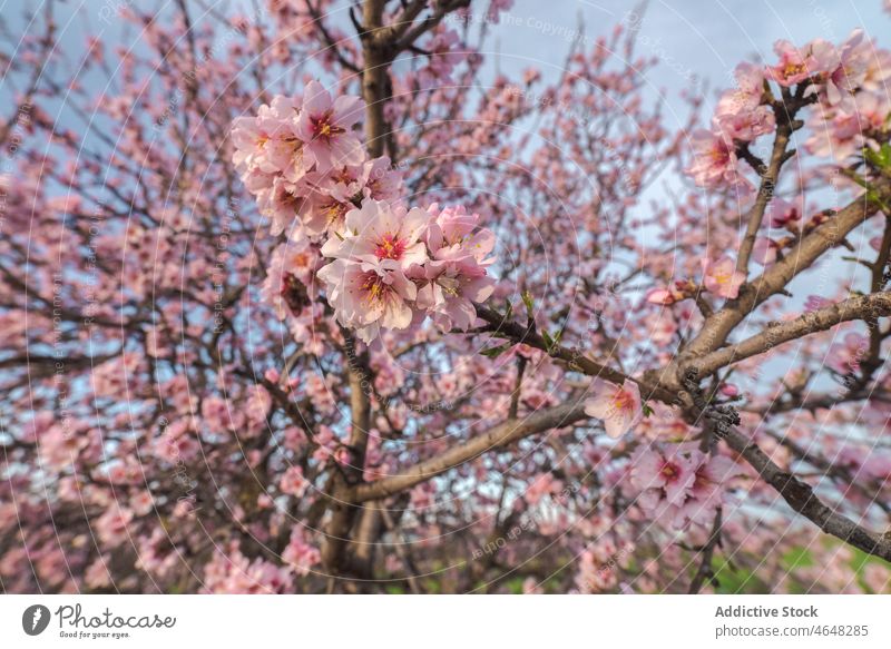 Blooming tree with pink flowers in grassy valley bloom lush grow lawn flora countryside environment meadow spring blossom inflorescence nature fragrant season