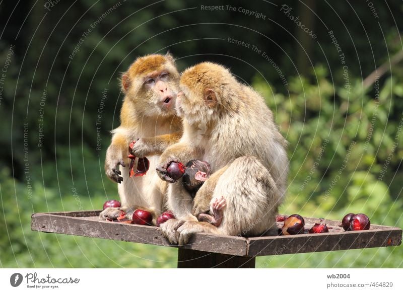 breakfast Animal Pelt Zoo 3 Pair of animals Baby animal Eating To feed Colour photo Exterior shot Deserted Morning Long shot