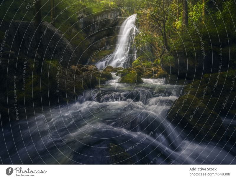 Fast river flowing through forest Golling Salzburg water stream creek tree nature woodland rock cliff shore woods landscape environment plant scenic stone flora