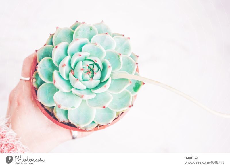 Echeveria elegans el chico succulent plant fat plant echeveria garden gardening pot potted plant beautiful turquoise flower spring springtime minimal minimalist