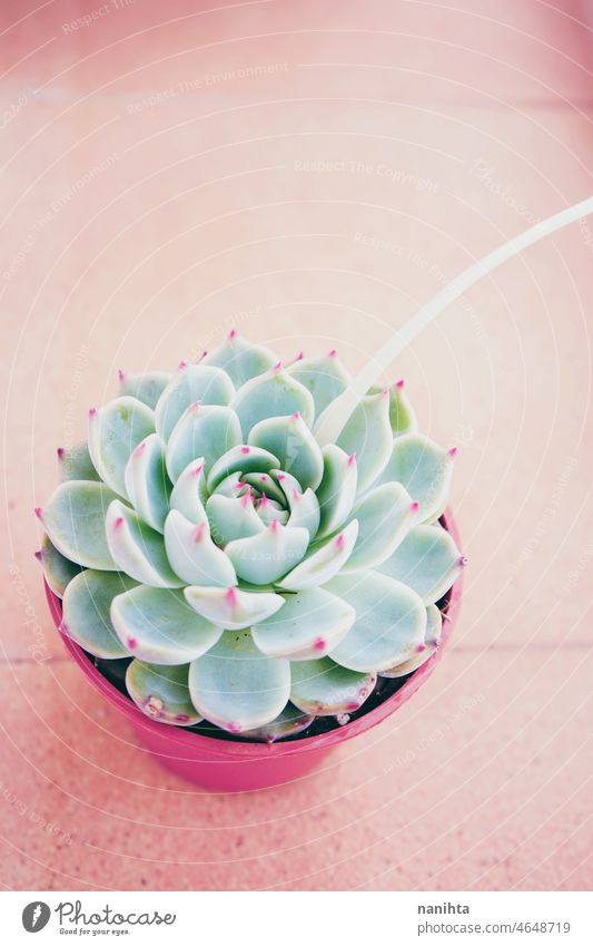 Echeveria elegans el chico succulent plant fat plant echeveria garden gardening pot potted plant beautiful turquoise flower spring springtime minimal minimalist