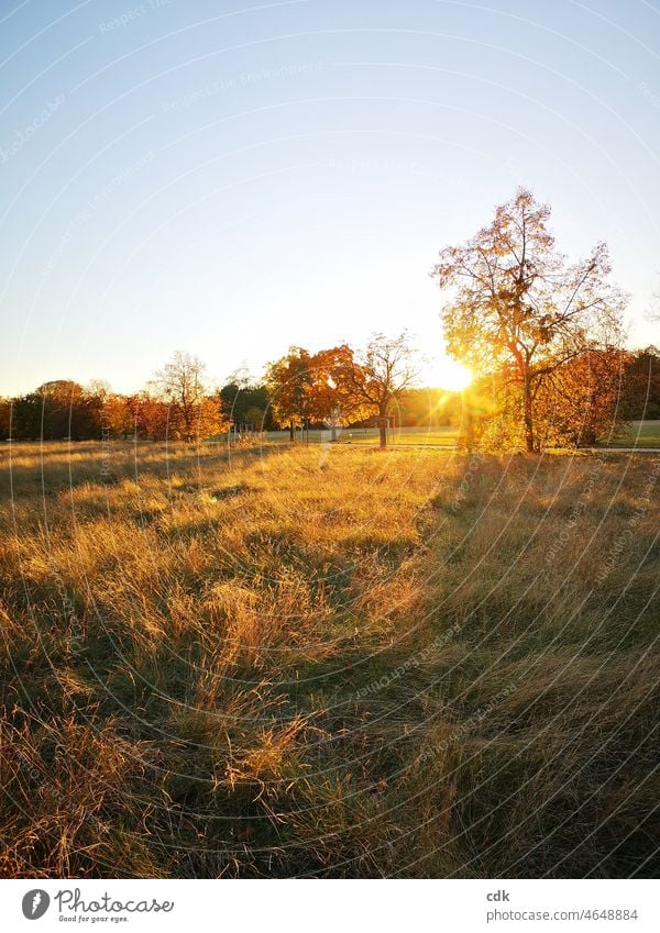 Autumn light | park landscape in the setting sun. Nature Landscape Park Meadow grasses trees autumn light Sunset Gold warm Moody off Calm silent Empty Light