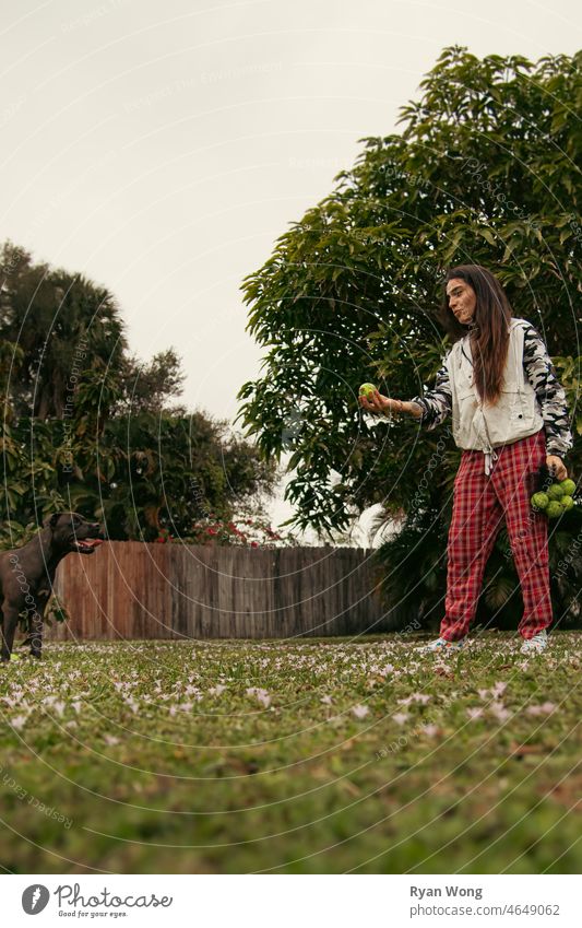 Girl playing with Pitbull with Tennis Ball. staffordshire terrier pitbull tennis ball running skipping biting excited jumping happy ear flop joy garden park