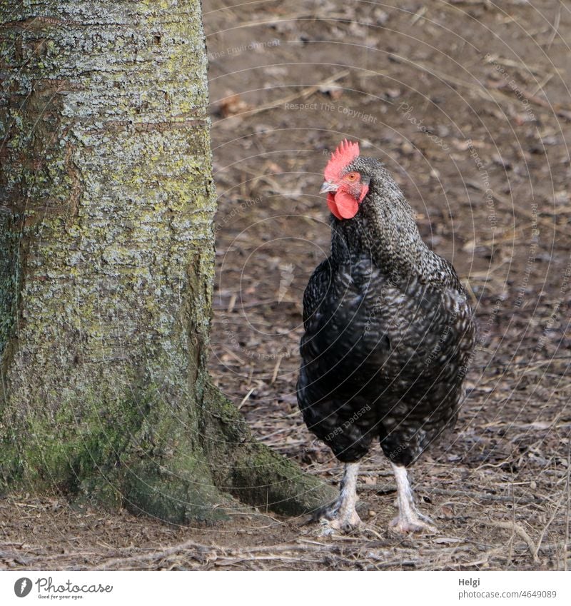 where are you? - Amrock chicken standing next to a tree hen pedigree chicken chicken terrace Amrock Chicken hühnerhof Stand Wait Tree Ground Bird Barn fowl