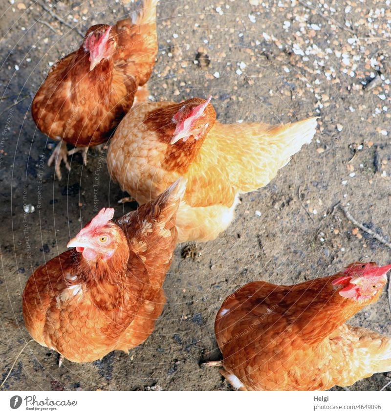 Animal love | Happy brown chickens in a run, bird's eye view Poultry Close-up Bird's-eye view Free-range rearing Discontinuation Enclosure Ground Curiosity